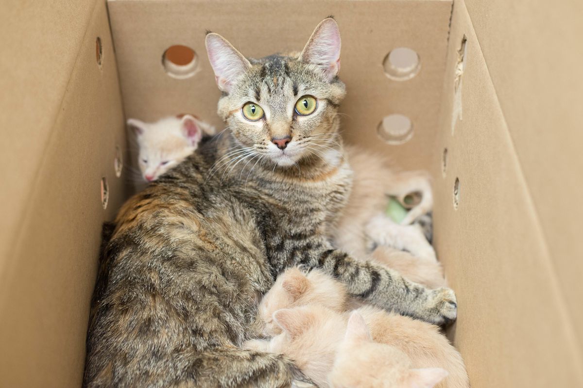 Surrogate Cat Mom Takes in 14 Hungry Kittens and Saves Their Lives...