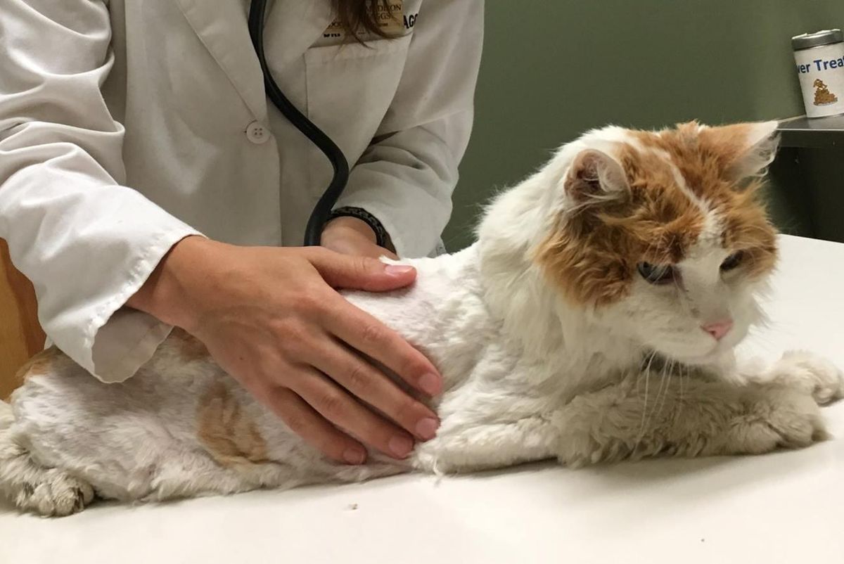 15 Year Old Cat Found Emaciated on Porch Gets Love and His Glorious Fluff Back.. (with Updates)
