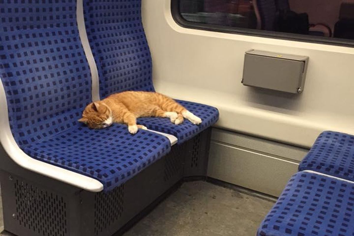 Ginger Cat Saunters Into Subway Train to Take a Nap.. (with updates)