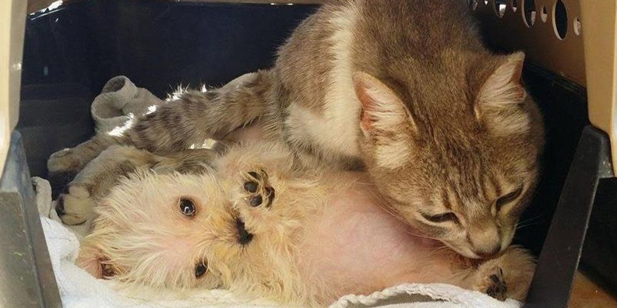 Cat Survives Dog Attack Gives Love to Abandoned Puppy Who Needs a Mom