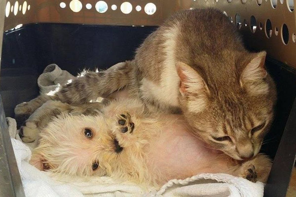 Cat Survives Dog Attack Gives Love to Abandoned Puppy Who Needs a Mom...