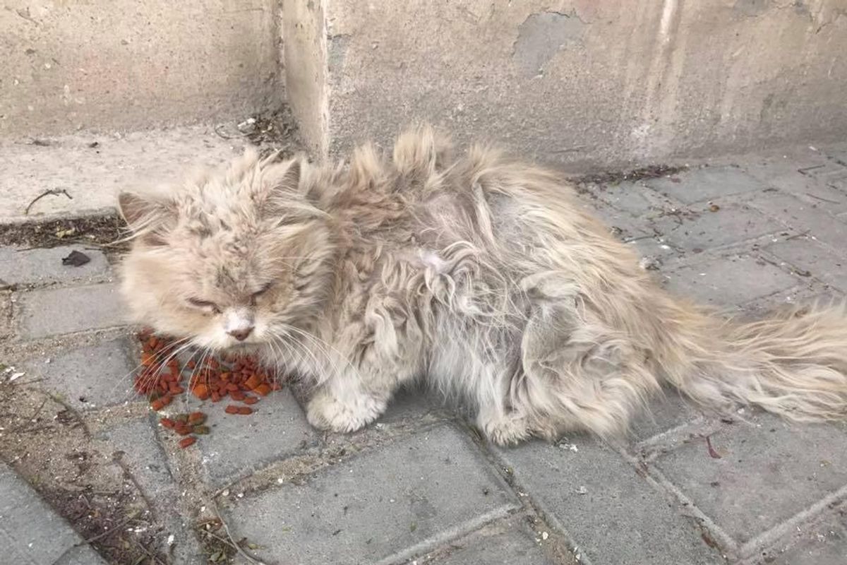 Matted Hungry Stray Who Was Bullied by Other Cats Finds Love and Can't Stop Snuggling..