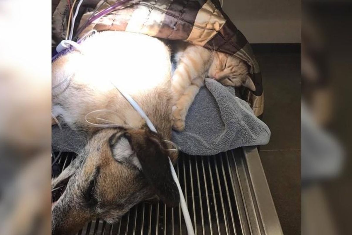 Cat Living at Vet's Office Calms Scared and Injured Animals... (with Updates)