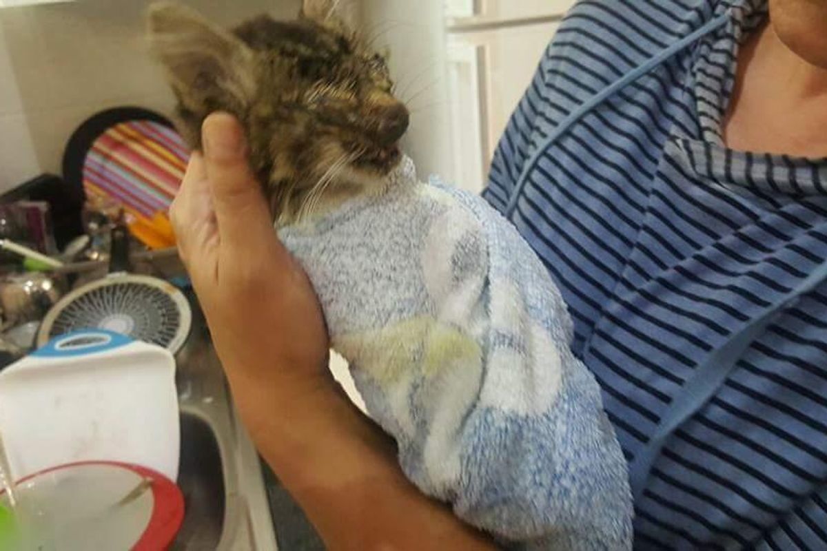 Couple Takes a Chance on Kitten that Others Didn't Believe Would Survive, 3 Days After Rescue..