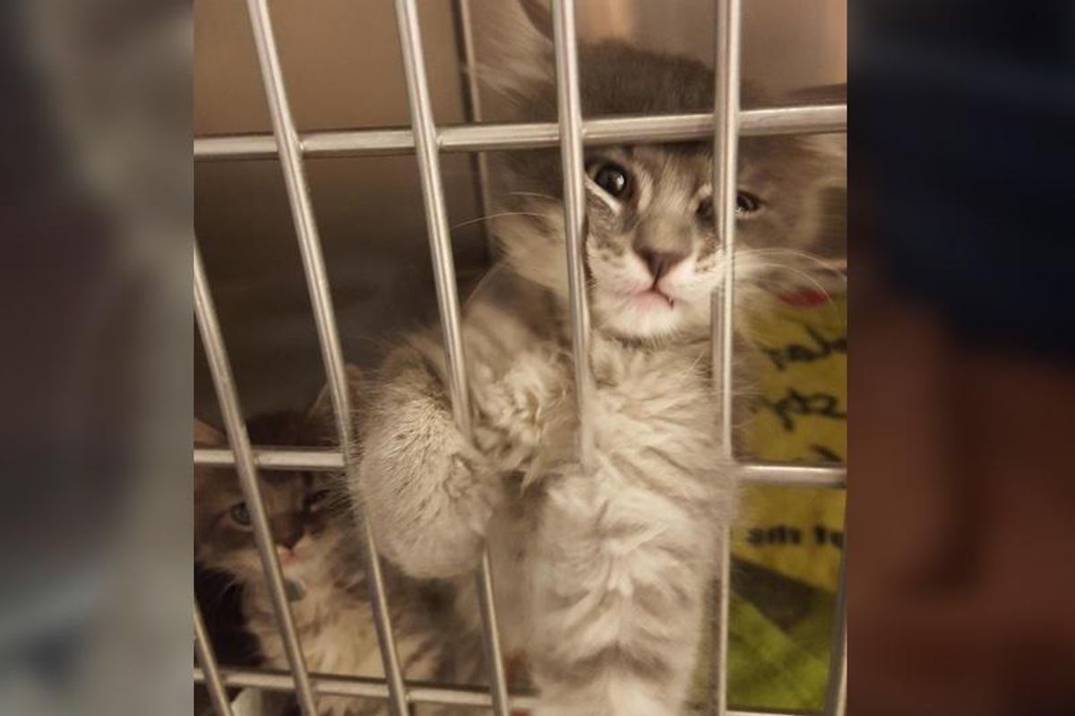 Kitten Found Abandoned on Roadside Reaches Out to Woman, Asking to Be Adopted..