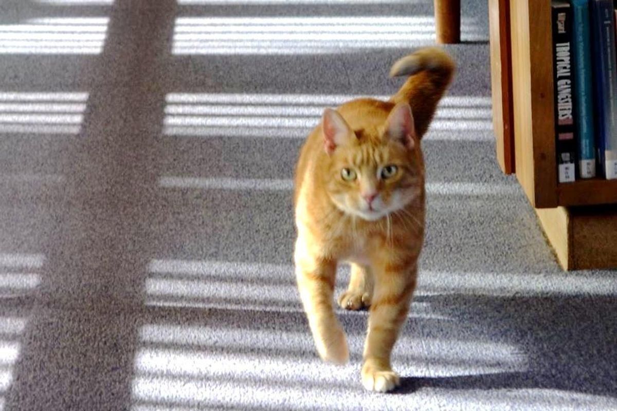 3-legged Library Cat Helps 140 Students De-stress Before Exams...
