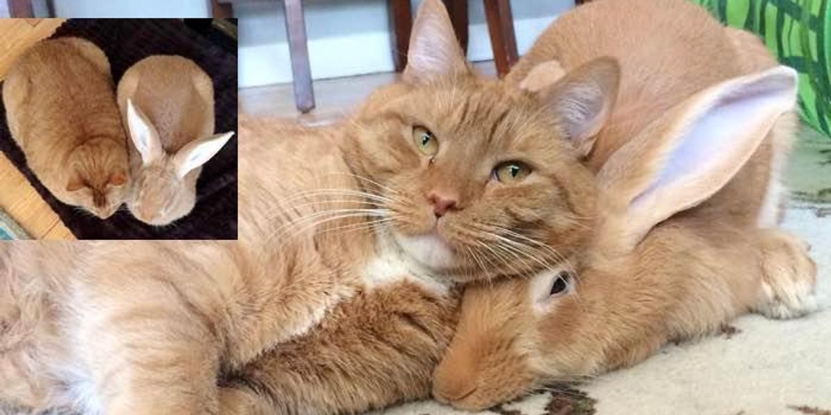 Family Gives Their Ginger Cat an Unlikely Friend and They Form an