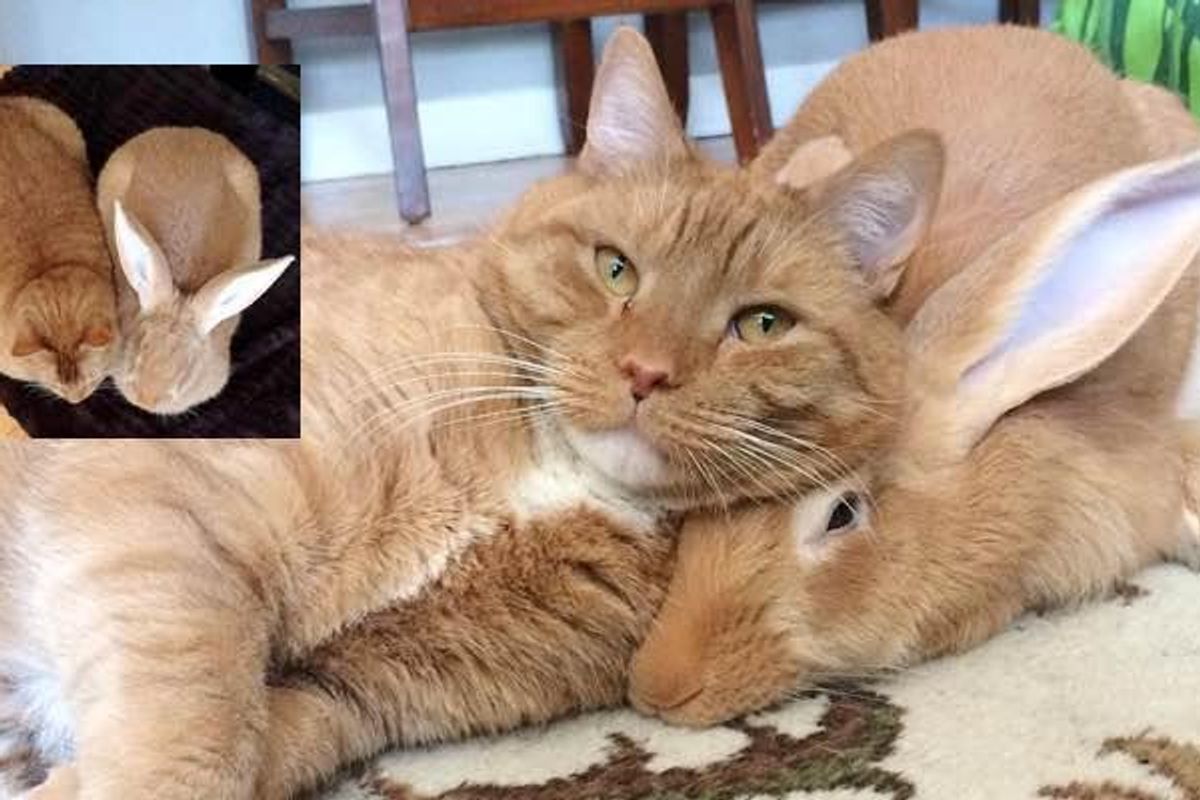 Family Gives Their Ginger Cat an Unlikely Friend and They Form an Incredible Bond..