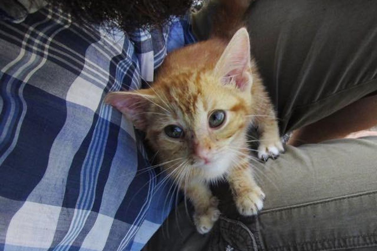 Bearded Man Brings Roadside Kitten Back from the Brink and Raises Him as His Own.. (with Updates)
