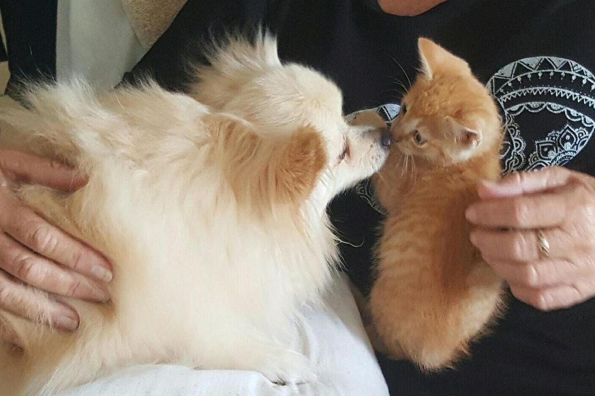 Tiny Kitten Grows Up With Very Protective and Loving Surrogate Dad, Then and Now..