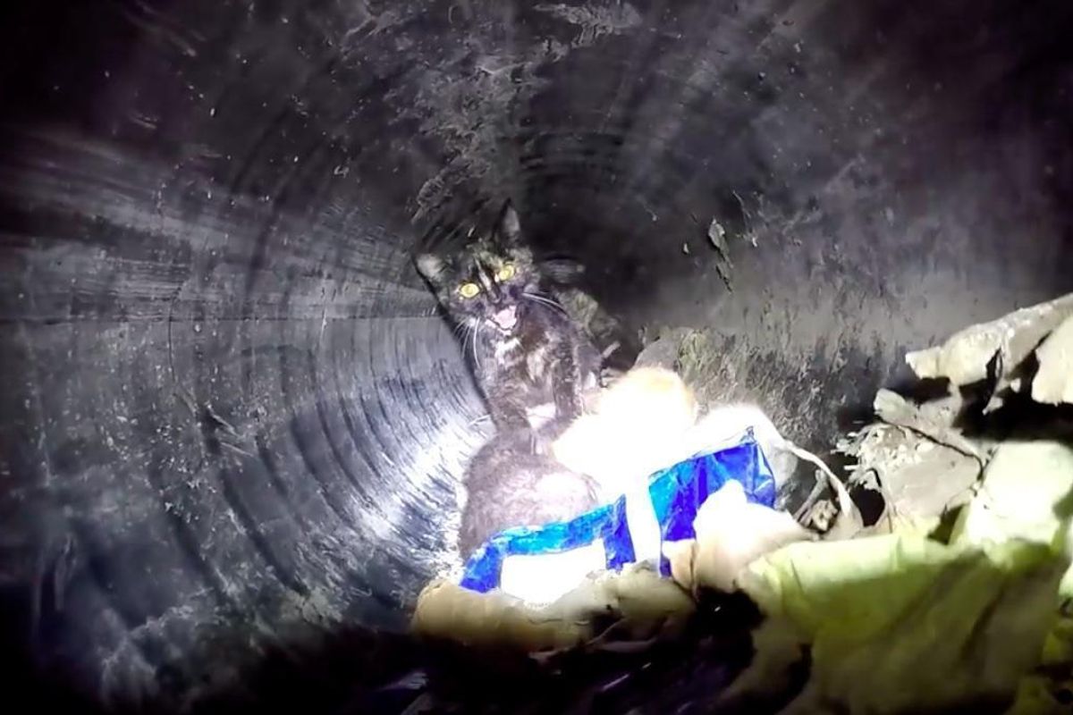 Rescuers Found Cat Mom and Her Kittens Trapped in 60ft. Pipe and Rushed to Save Them..