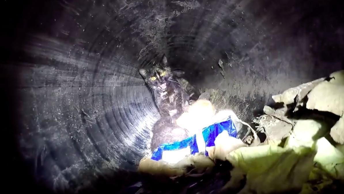 Rescuers Found Cat Mom and Her Kittens Trapped in 60ft. Pipe and Rushed ...