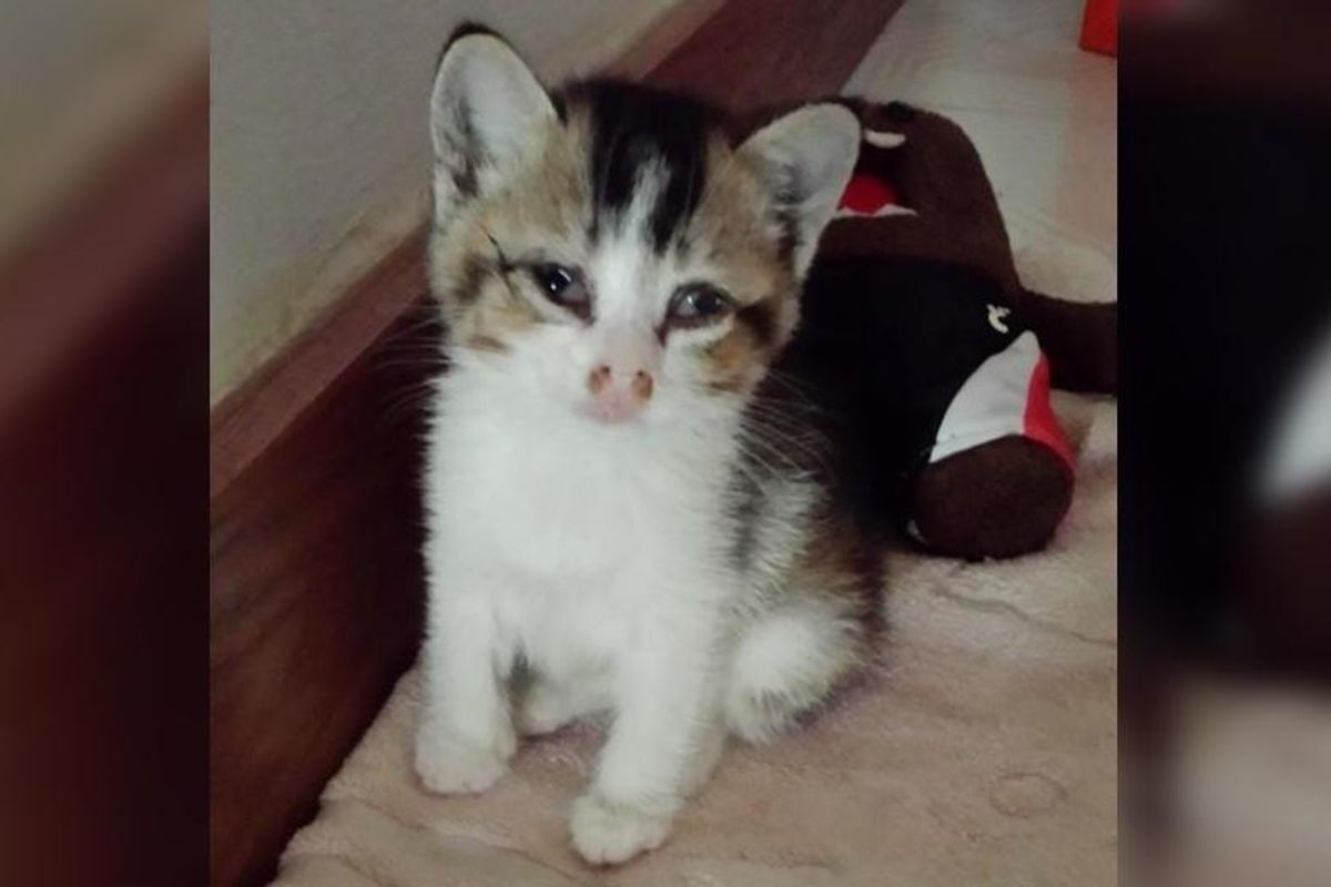 Stray Kitten Gets Help to See Again and Surprises Her Humans with Her Adorable Eyes..