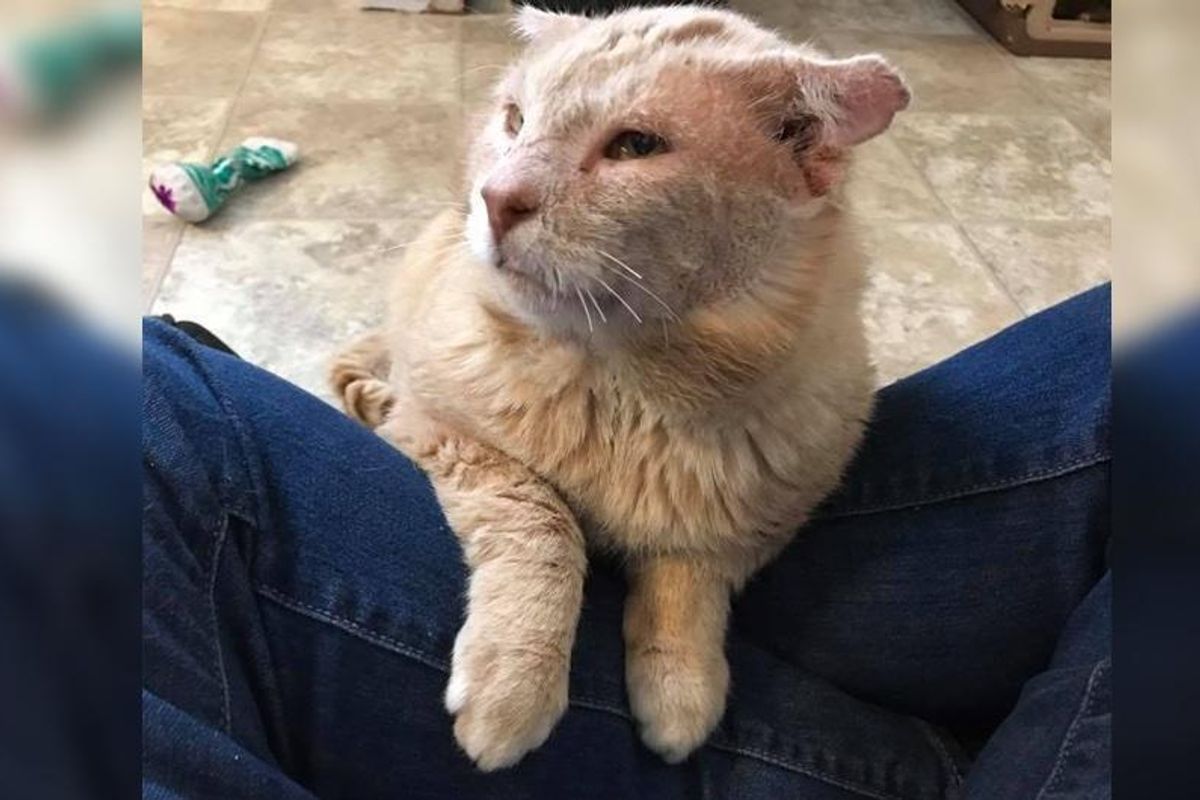 Cat Who Lived a Hard Life on the Street Can’t Stop Thanking Rescuers for Saving Him...