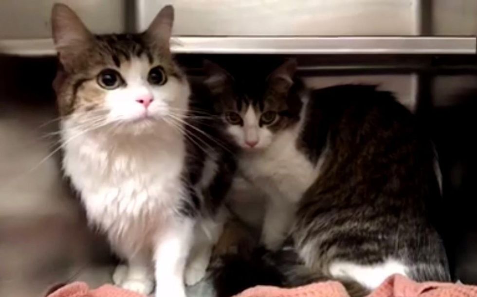 Bonded Cats Cling to Each Other for Comfort After They Were Given Up to ...