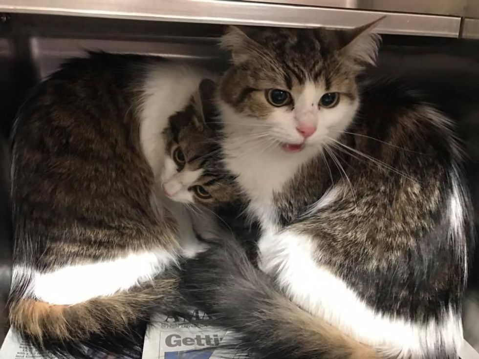 Bonded Cats Cling to Each Other for Comfort After They Were Given Up to