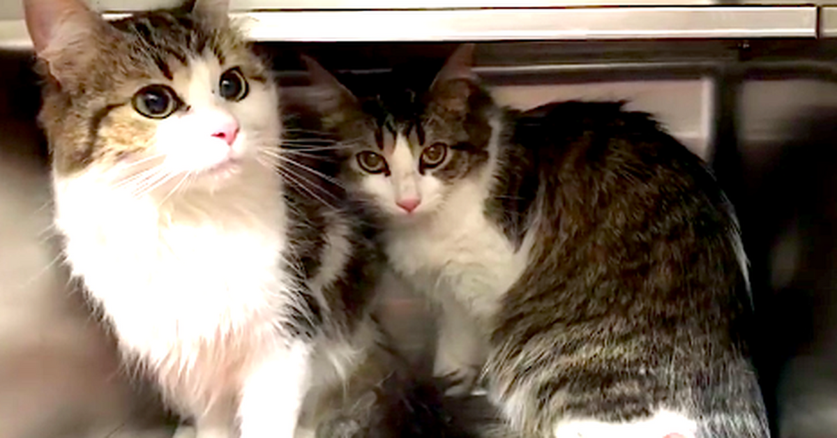 Bonded Cats Cling to Each Other for Comfort After They Were Given Up to Shelter.. (with Updates)
