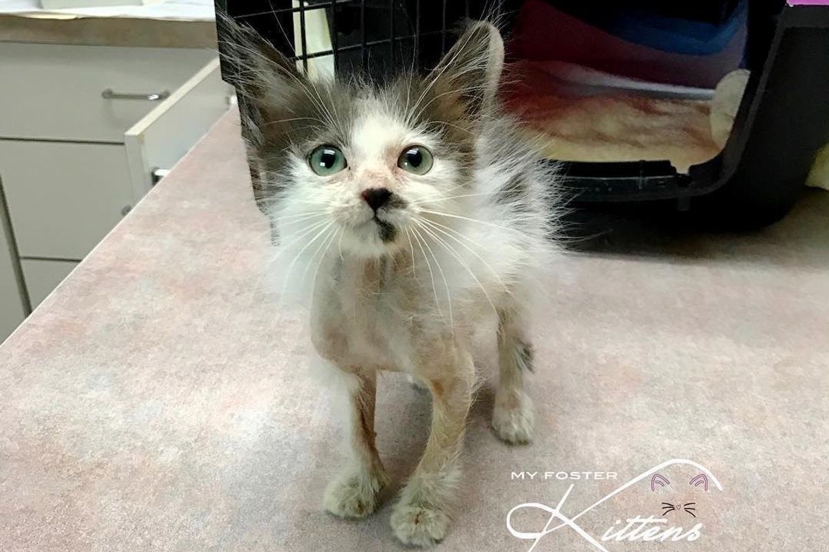 Woman Saves Sick Kitten that Others Gave Up and Helps Her Get Her Beautiful Fluff Back.. (with Updates)