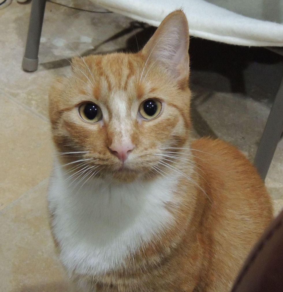 Tiny Kitty Who Lost an Ear Finds Love and All He Wants is to Cuddle