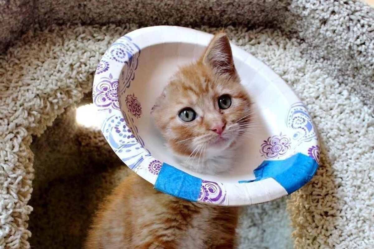 Tiny Kitty Who Lost an Ear Finds Love and All He Wants is to Cuddle..