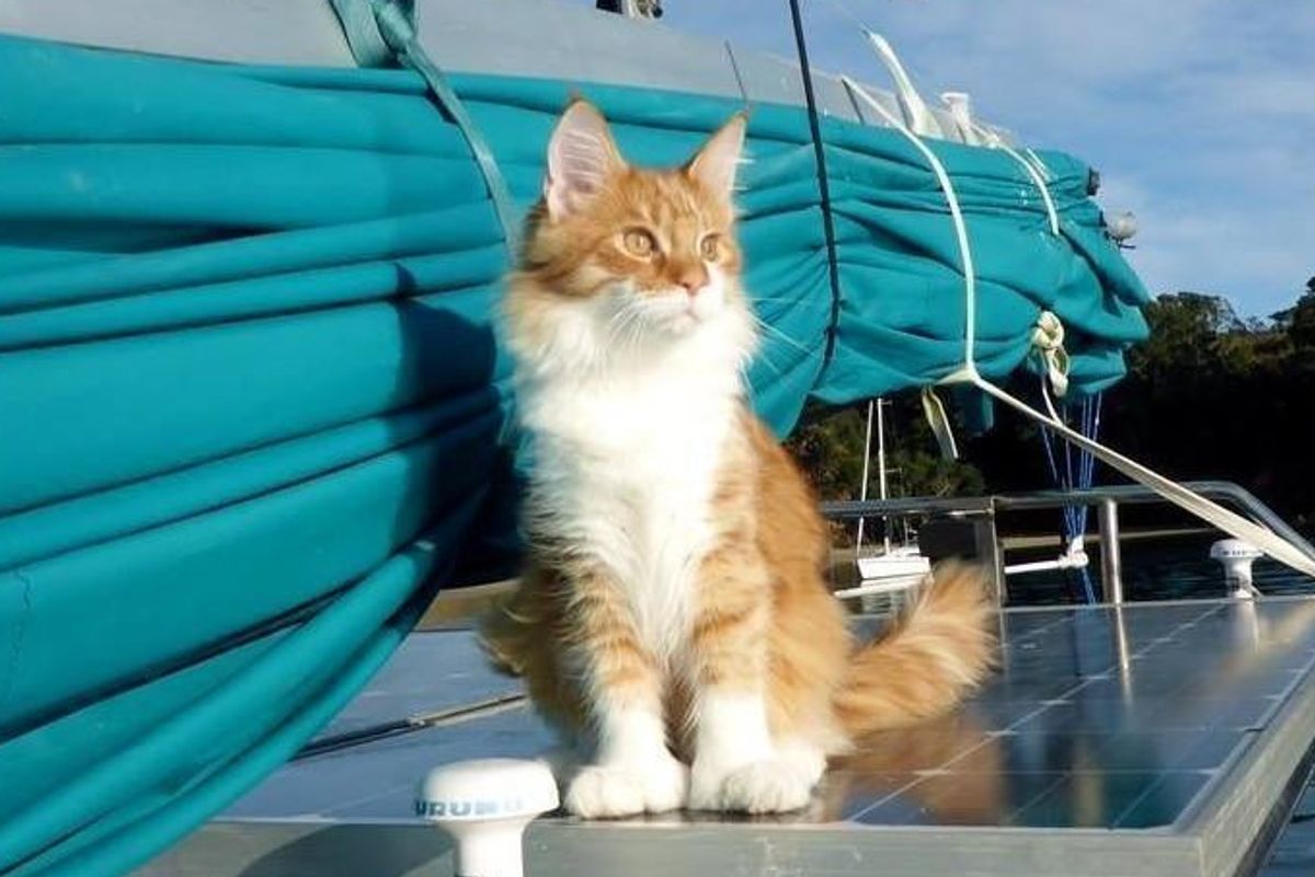 Maine Coon Cat Becomes Deaf Sailor's Ears and Helps Him Navigate at Sea..