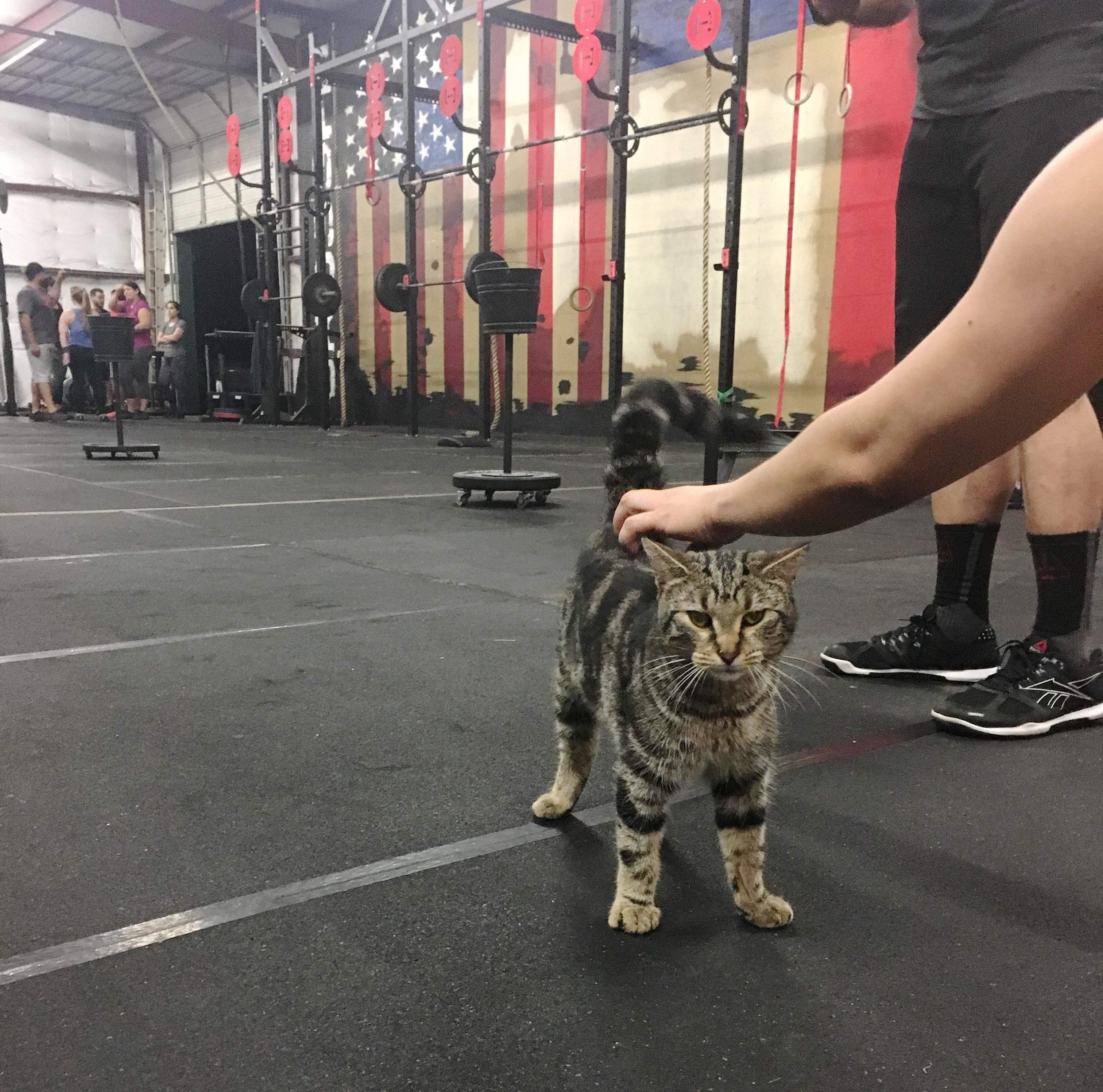 Kitten gym 2025