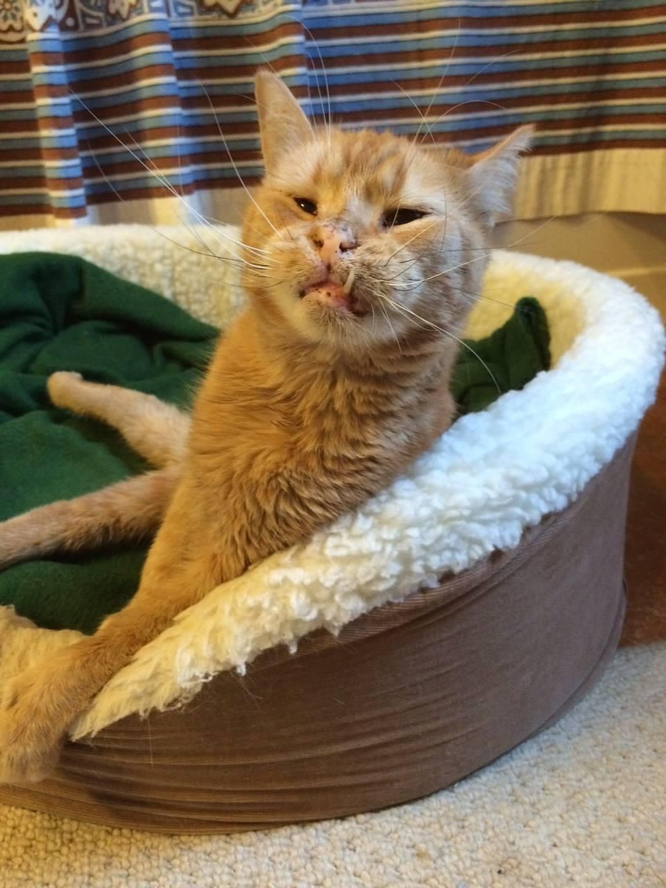 weird cat under bed