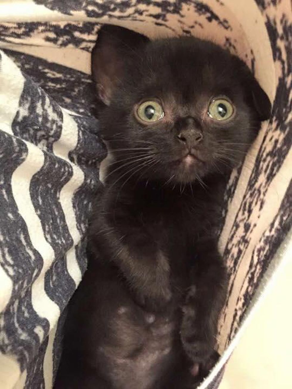 Very Special Kitten Saved in Nick of Time Blossoms into Beautiful ...