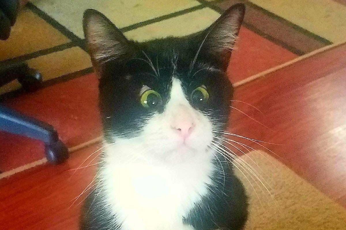 Lost Kitten Looks at Rescuers with Those Eyes, Asking Them to Be His Humans...