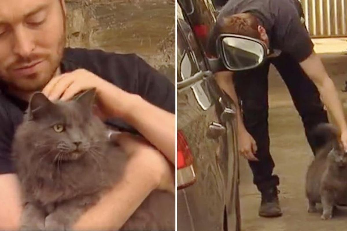 Man Saves One-eyed Stray and the Cat Returns the Favor By Guarding His Home from Burglar...