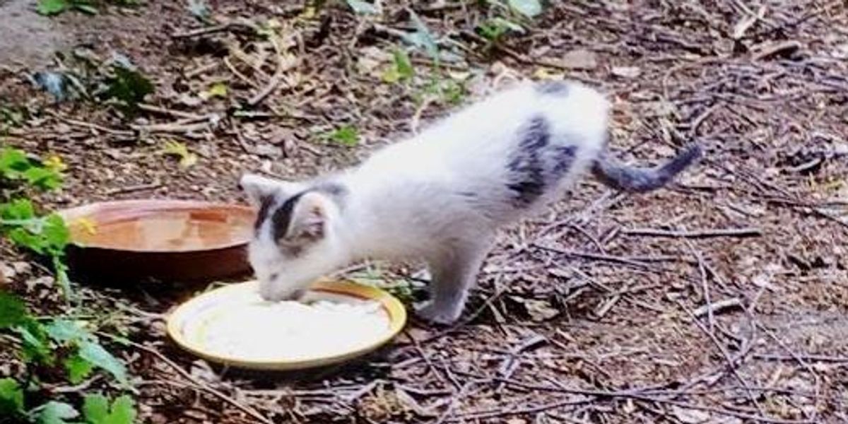 Twolegged Kitten Found in Yard Amazes Rescuers with What He Can Do