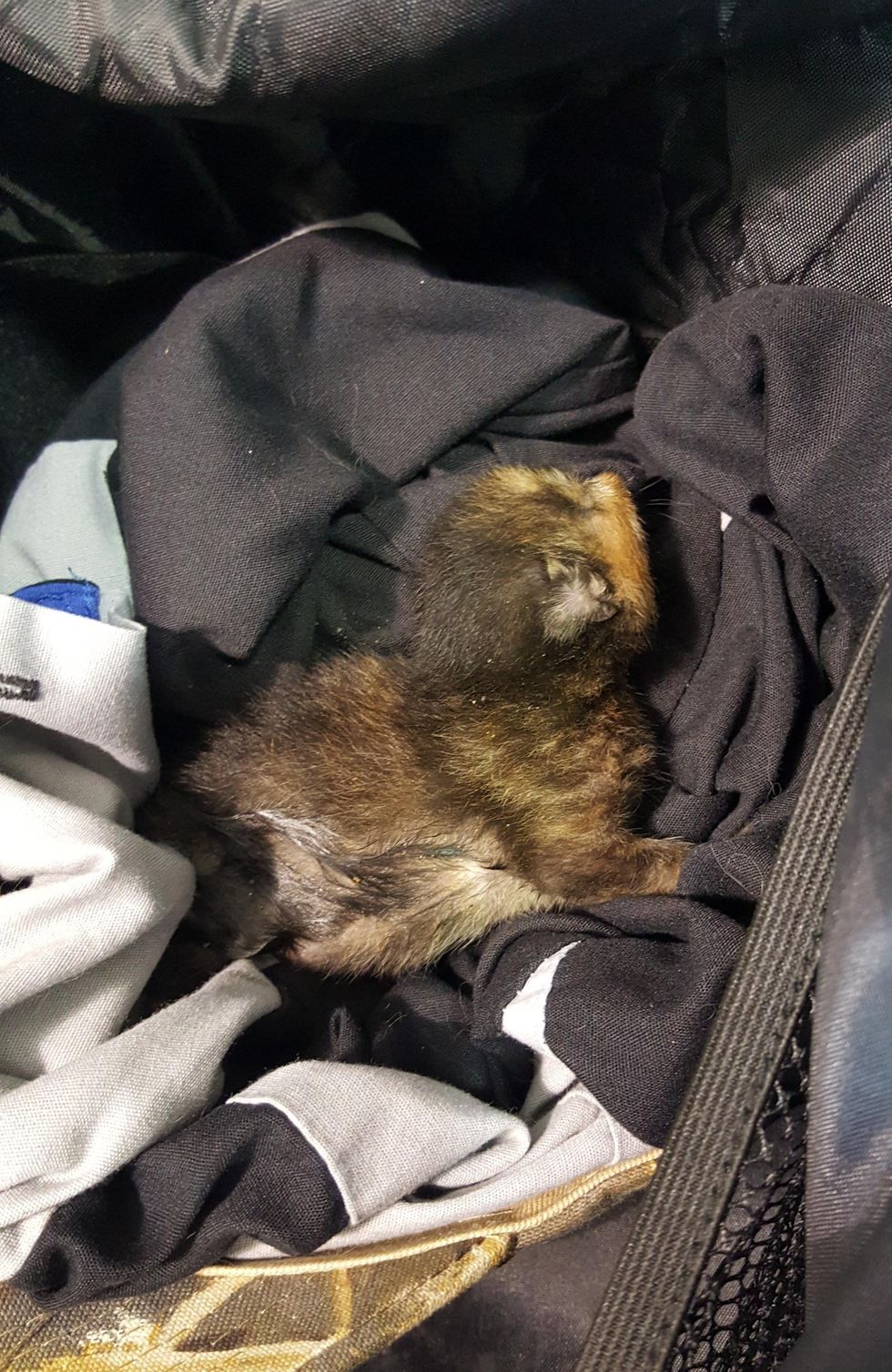 Man Found Tiniest Kitten While Working on a Car and Knew He Had to Help ...