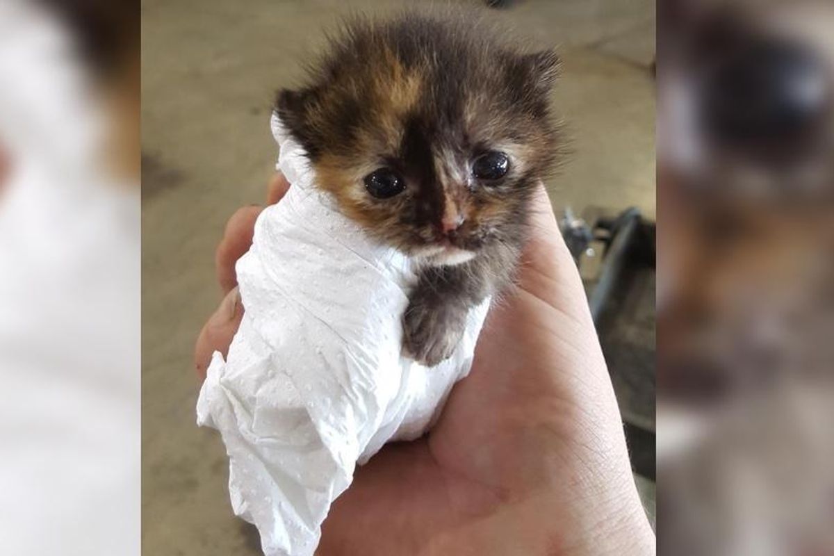 Man Found Tiniest Kitten While Working on a Car and Knew He Had to Help...