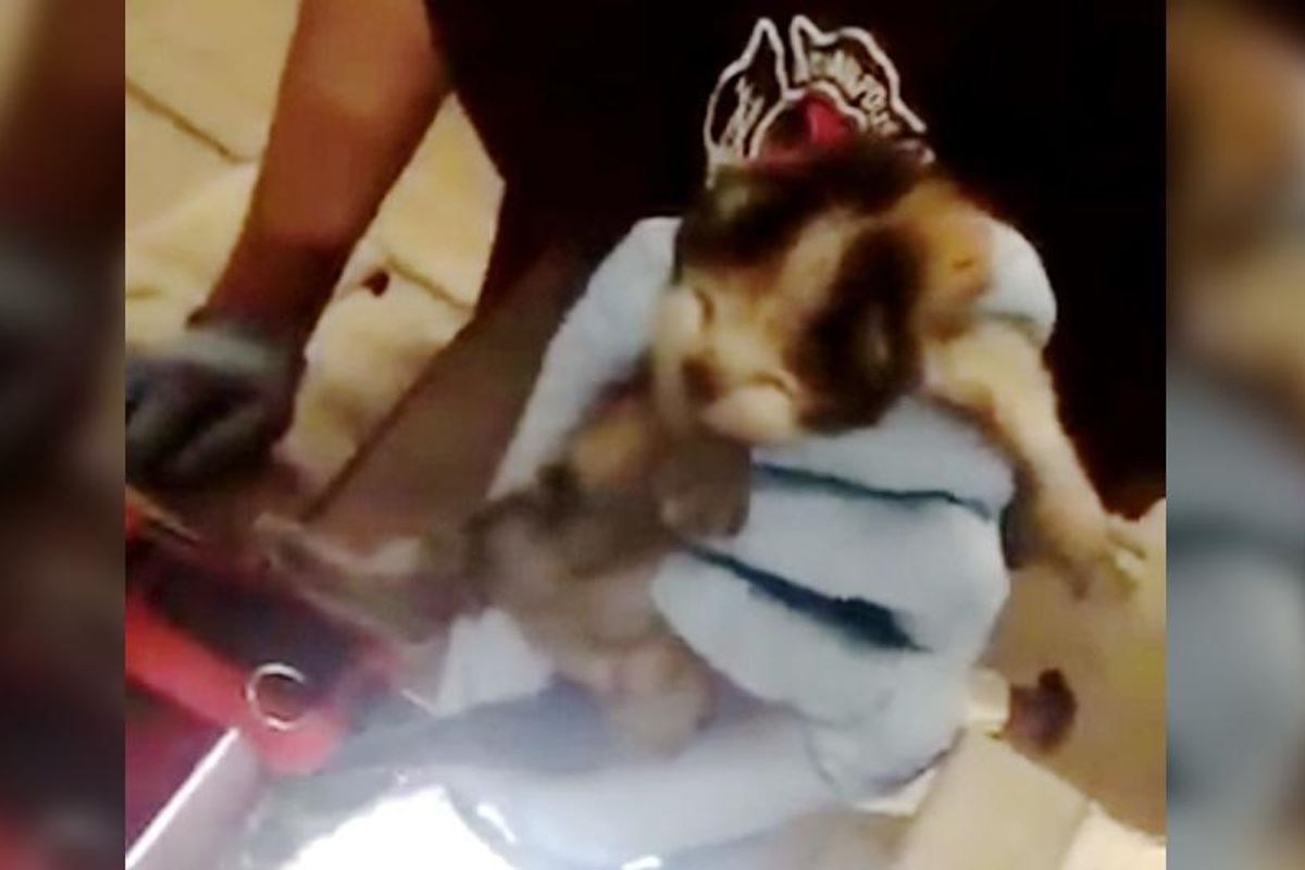 Firefighters Hear Meows From Fire Truck and Find Three Tiny Kittens...