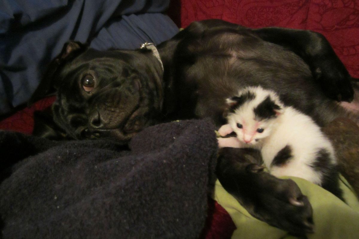 Puppy Found Orphaned Kitten and Refused to Leave Him, Now 3 Years Later...