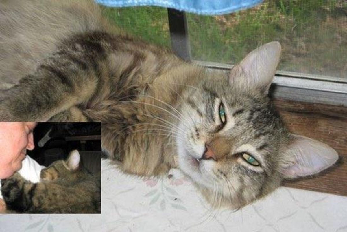 Cat Breaks Out of Shelter to Return to His Rescuer who Cared for Him...