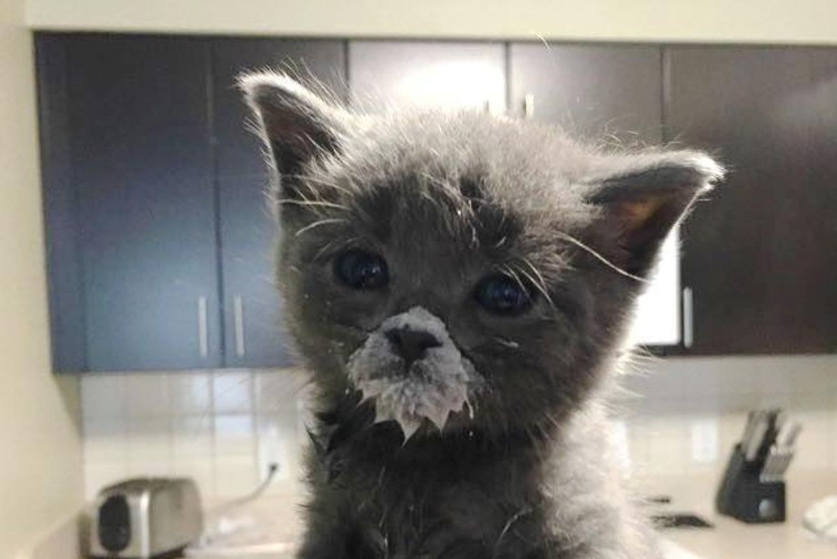 Couple Saves Tiny Orphaned Kitten and Teaches Her to Eat from a Dish...