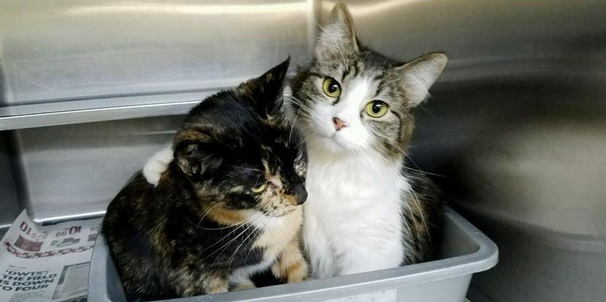 Bonded Cats Never Stop Cuddling At Shelter, Two Hours After Waiting