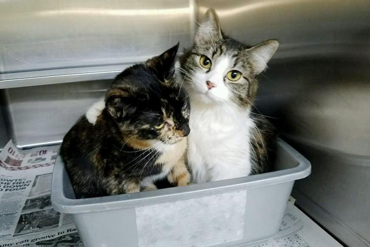 Bonded Cats Never Stop Cuddling At Shelter, Two Hours After Waiting...