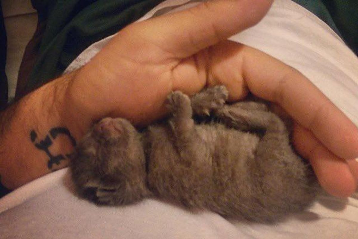 Newborn Kitten Saved by Man On Rainy Night Changes Him Forever...