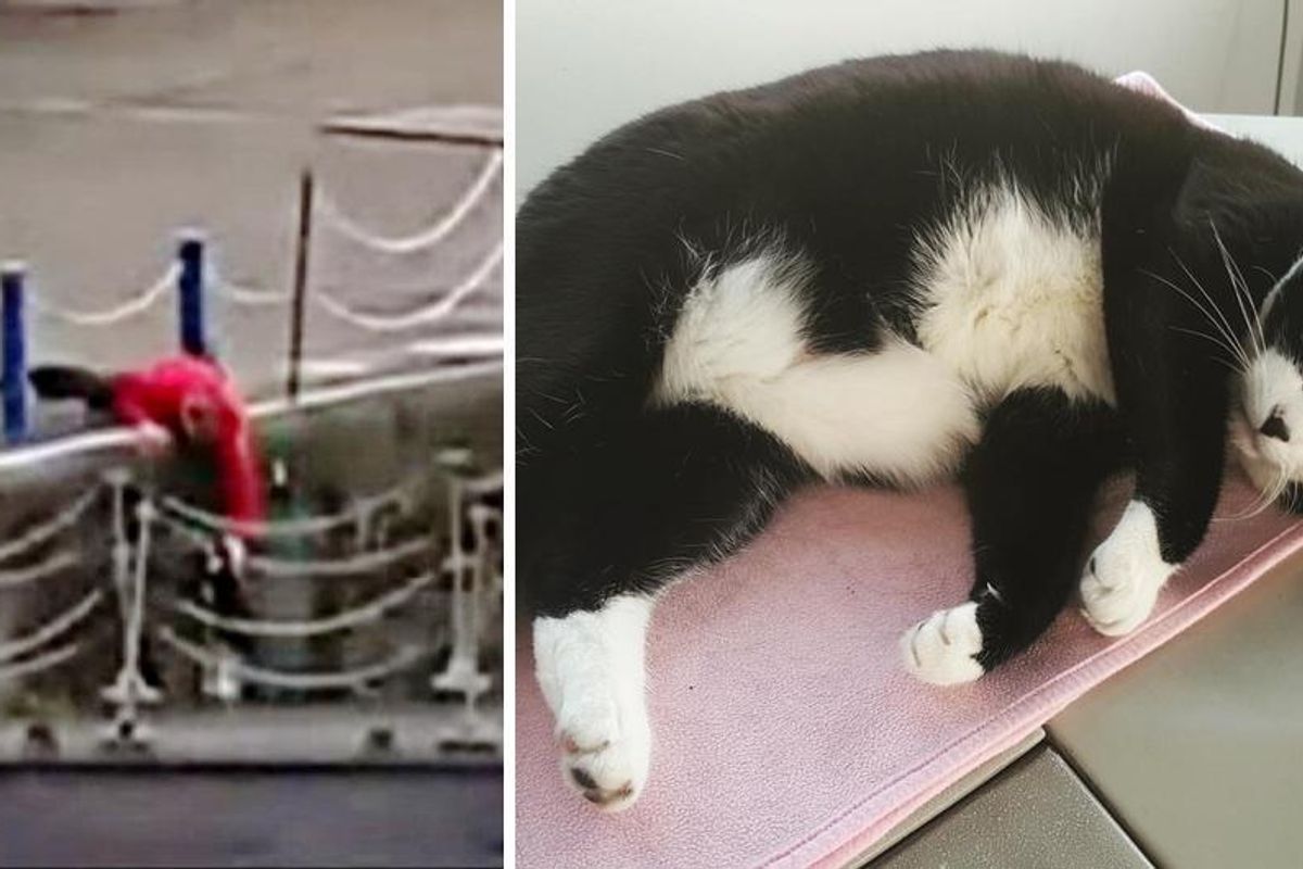 Man Rushes to Save Cat Who Fell into River Following a Cat Fight...