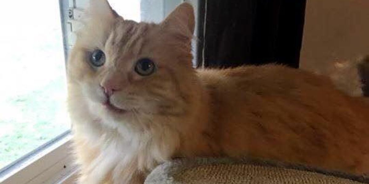Cat Grieving Over His Old Owner Finds Happiness After Woman Saves Him from Shelter… Love Meow