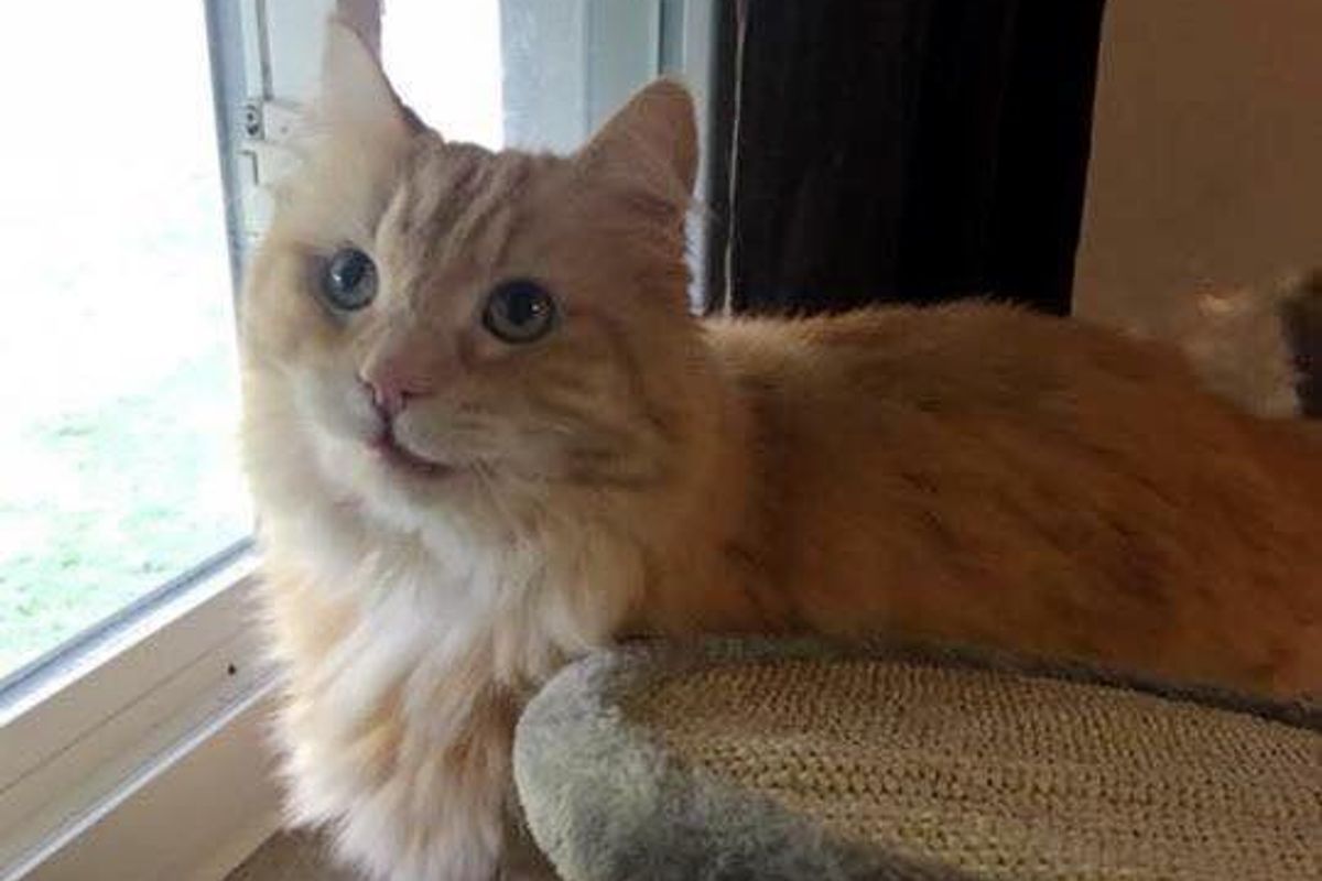 Cat Grieving Over His Old Owner Finds Happiness After Woman Saves Him from Shelter…