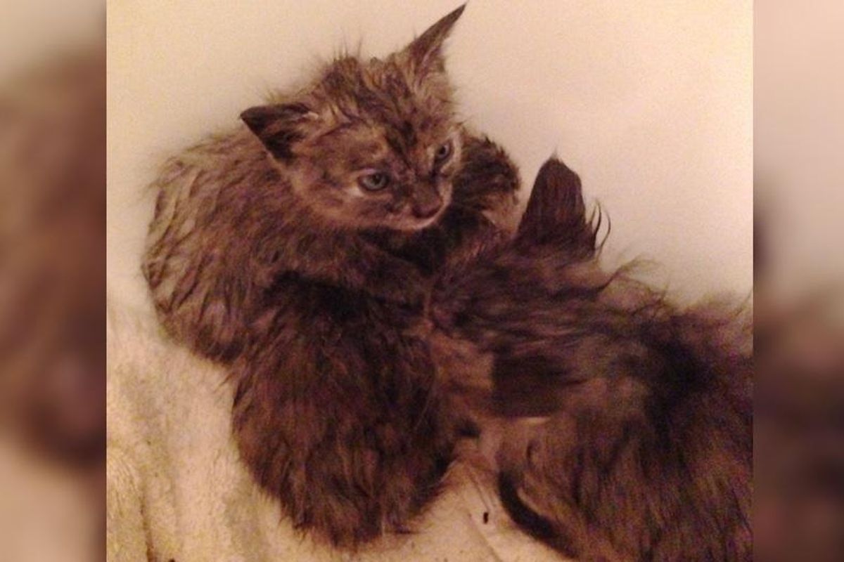 Man Saves Kittens from Drowning in Storm and Goes Back to Find Their Cat Mama...