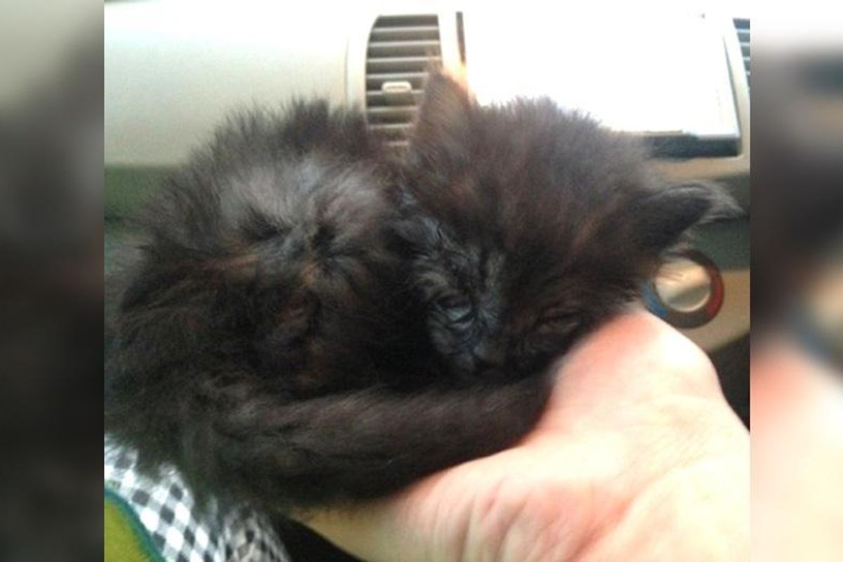 Kitten Rescued from Roadside Surprises His Rescuers with His Glorious Fluffy New Mane...