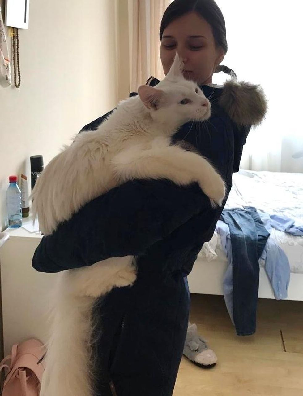 Cuddly Big Kitty Grows Up Hugging His Human Every Chance He Gets - Love ...