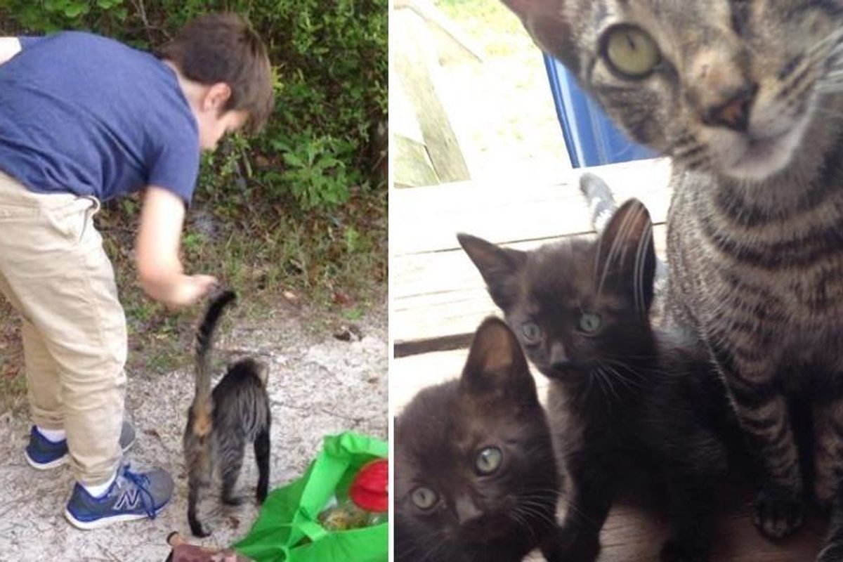 Stray Cat Brings Her Babies to Campers who Gave Her Food.. (with updates)