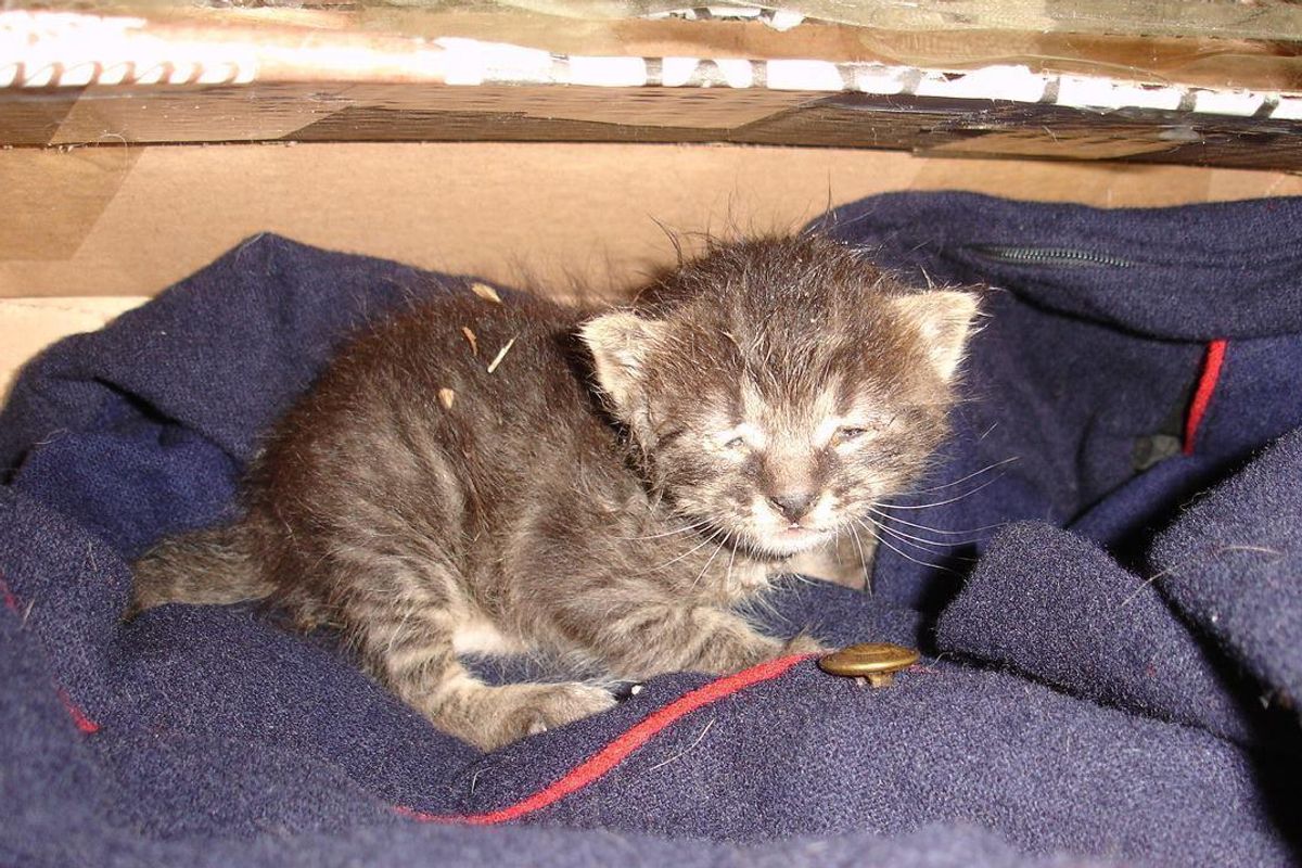 Woman Saves Half Frozen Kitten and Brings Her Back to Life, What a Difference a Few Days Make...