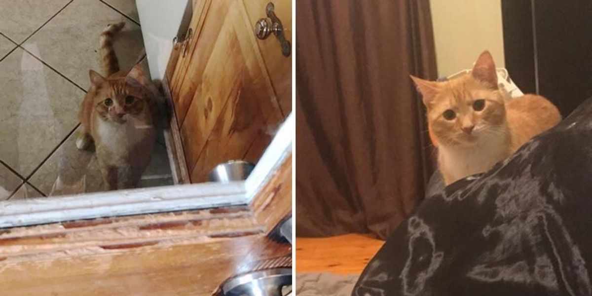Cat Won't Stop Staring At His Human Mom Who Gave Him a Forever Home