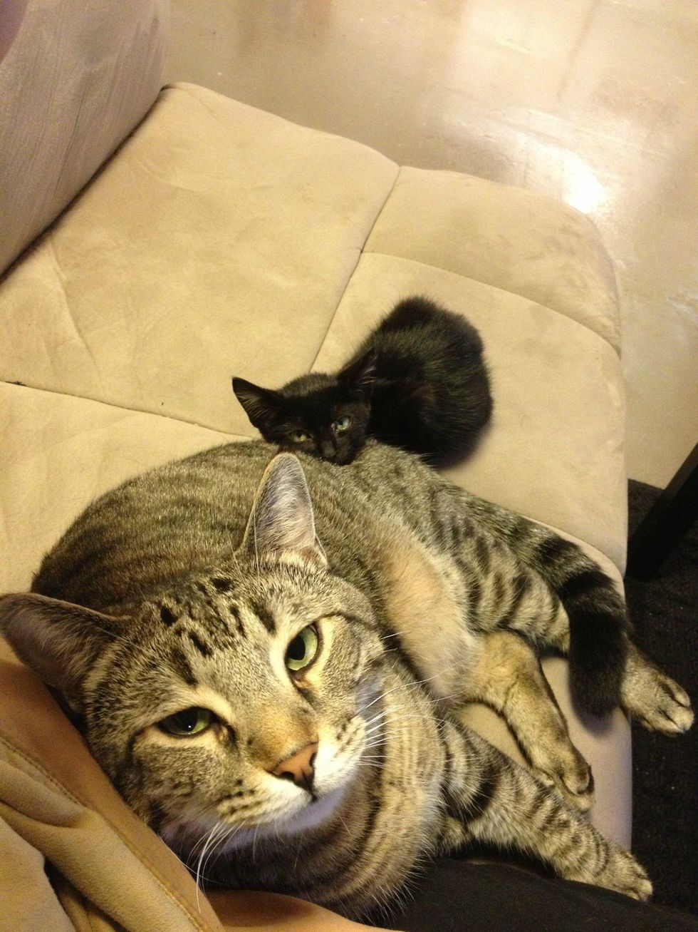 Cat Shows Stray Kitten the Same Love He Received When He was Rescued 3